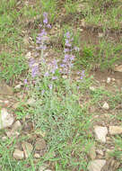 Image of Nepeta cyanea Steven