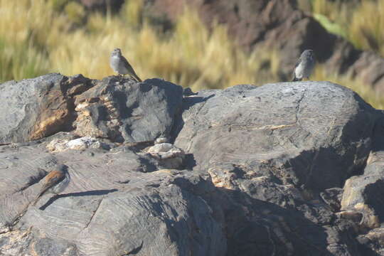 Image of Red-backed Sierra Finch