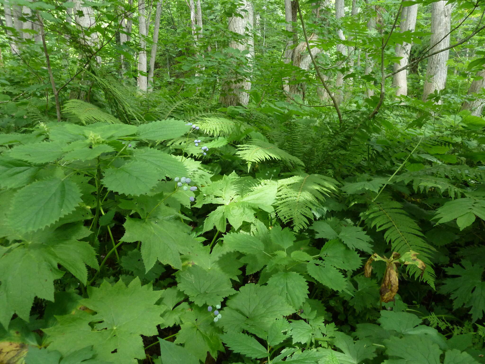 Image of Diphylleia grayi F. Schmidt