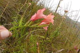 Image of Gladiolus oreocharis Schltr.