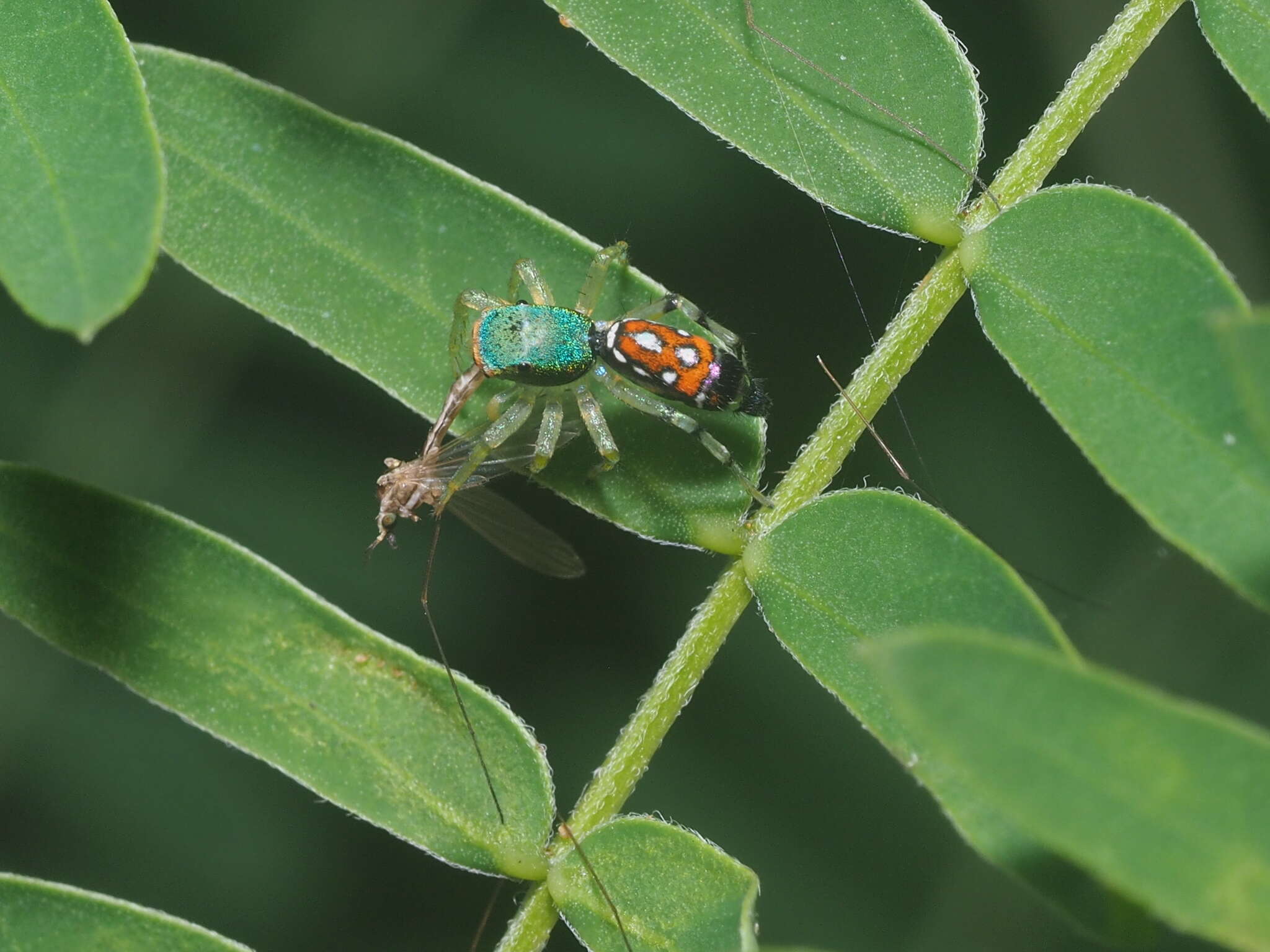 Image of Cosmophasis valerieae Prószyński & Deeleman-Reinhold 2010