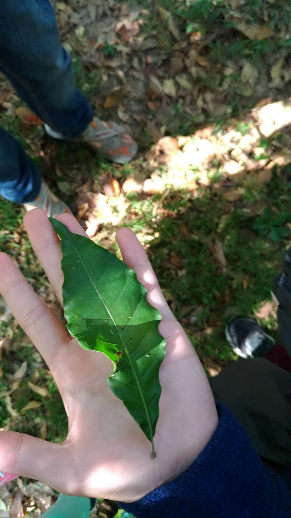 Lithocarpus corneus (Lour.) Rehder的圖片