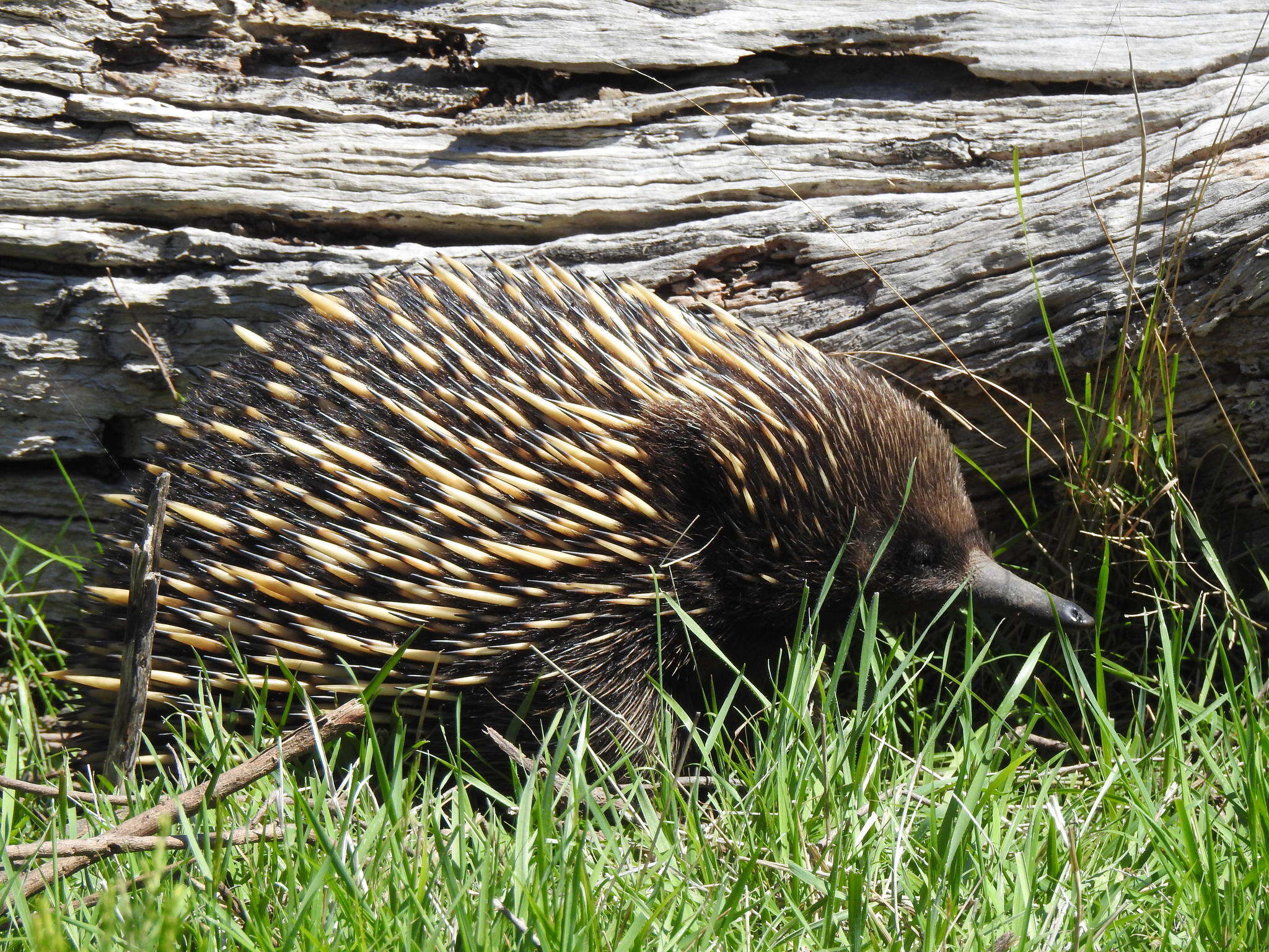 Image of Short-beaked Echidnas