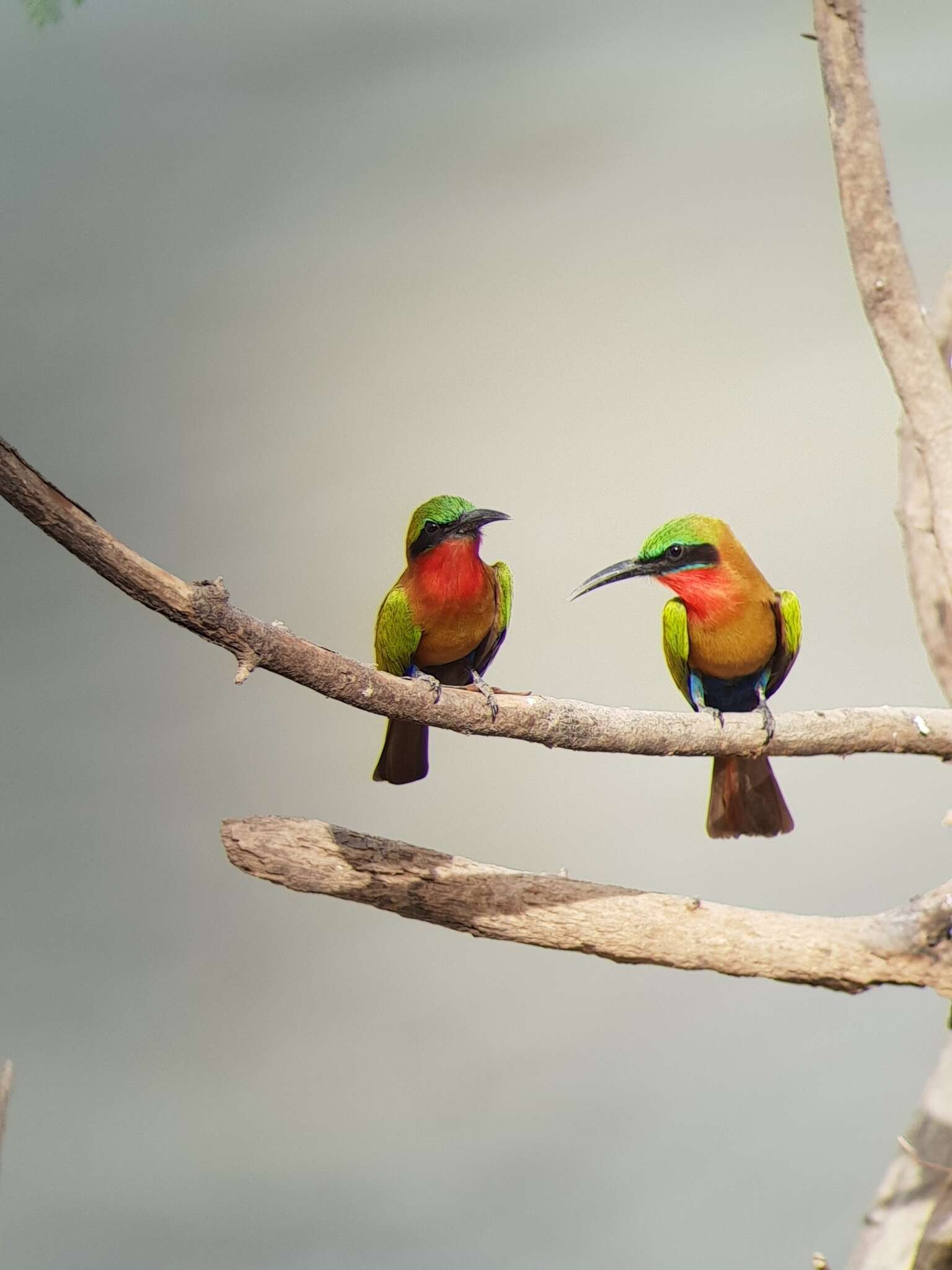 Image of Red-throated Bee-eater