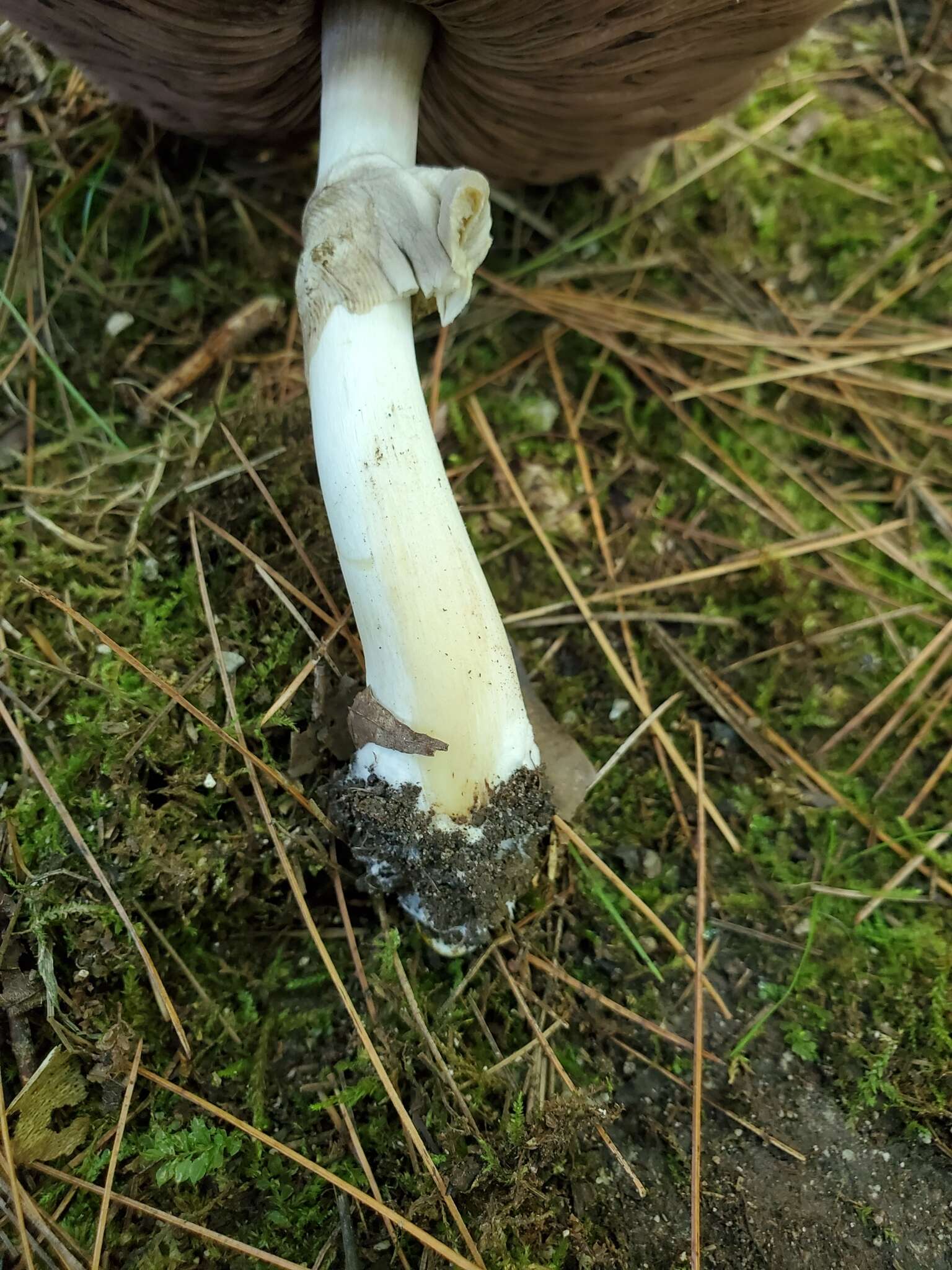 Image of Agaricus leptocaulis Kerrigan 2016