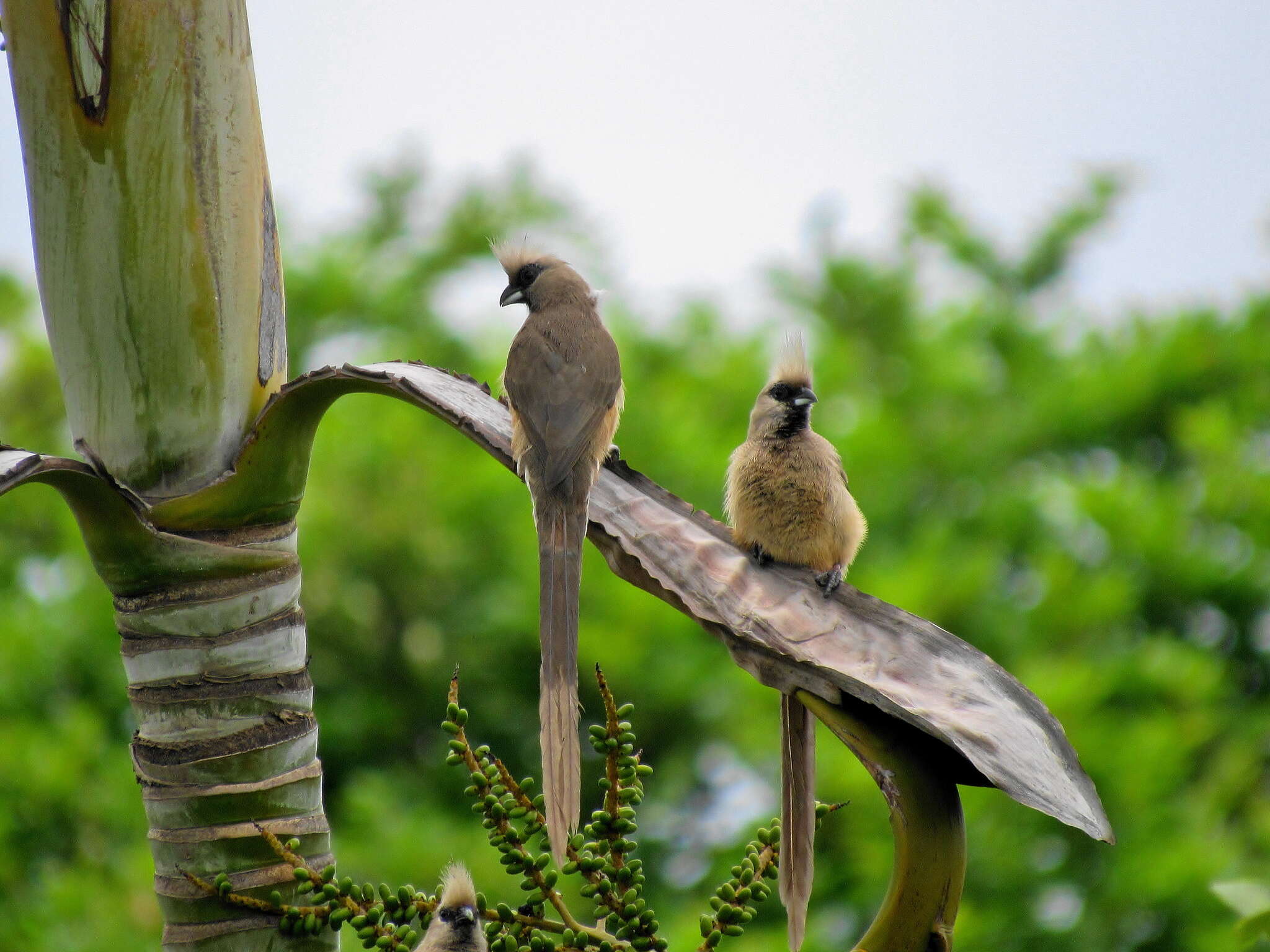 Colius striatus minor Cabanis 1876 resmi