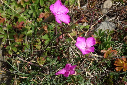 Слика од Dianthus vigoi M. Laínz