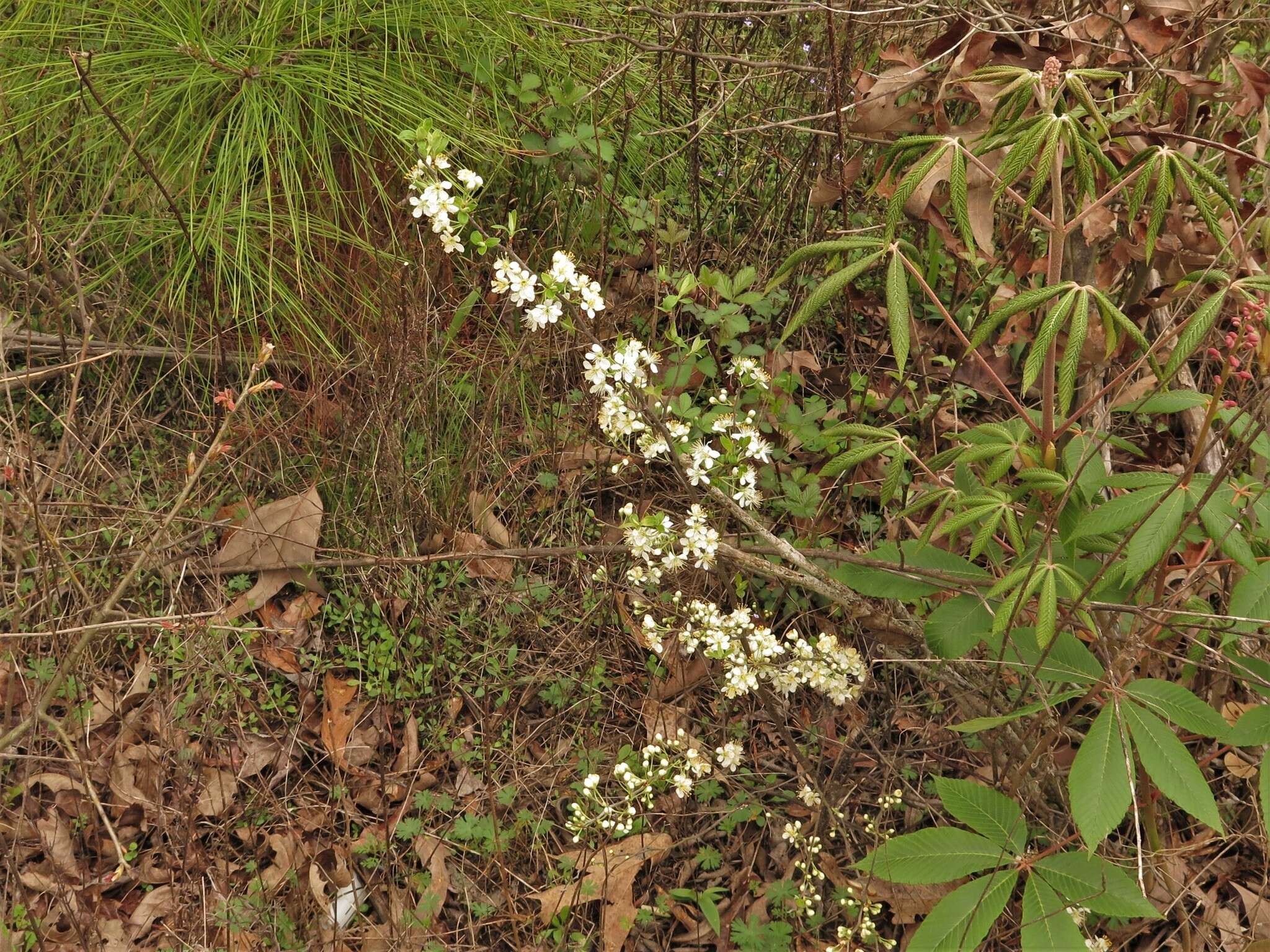 Imagem de Prunus gracilis Engelm. & Gray