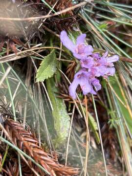 Слика од Scabiosa lacerifolia Hayata