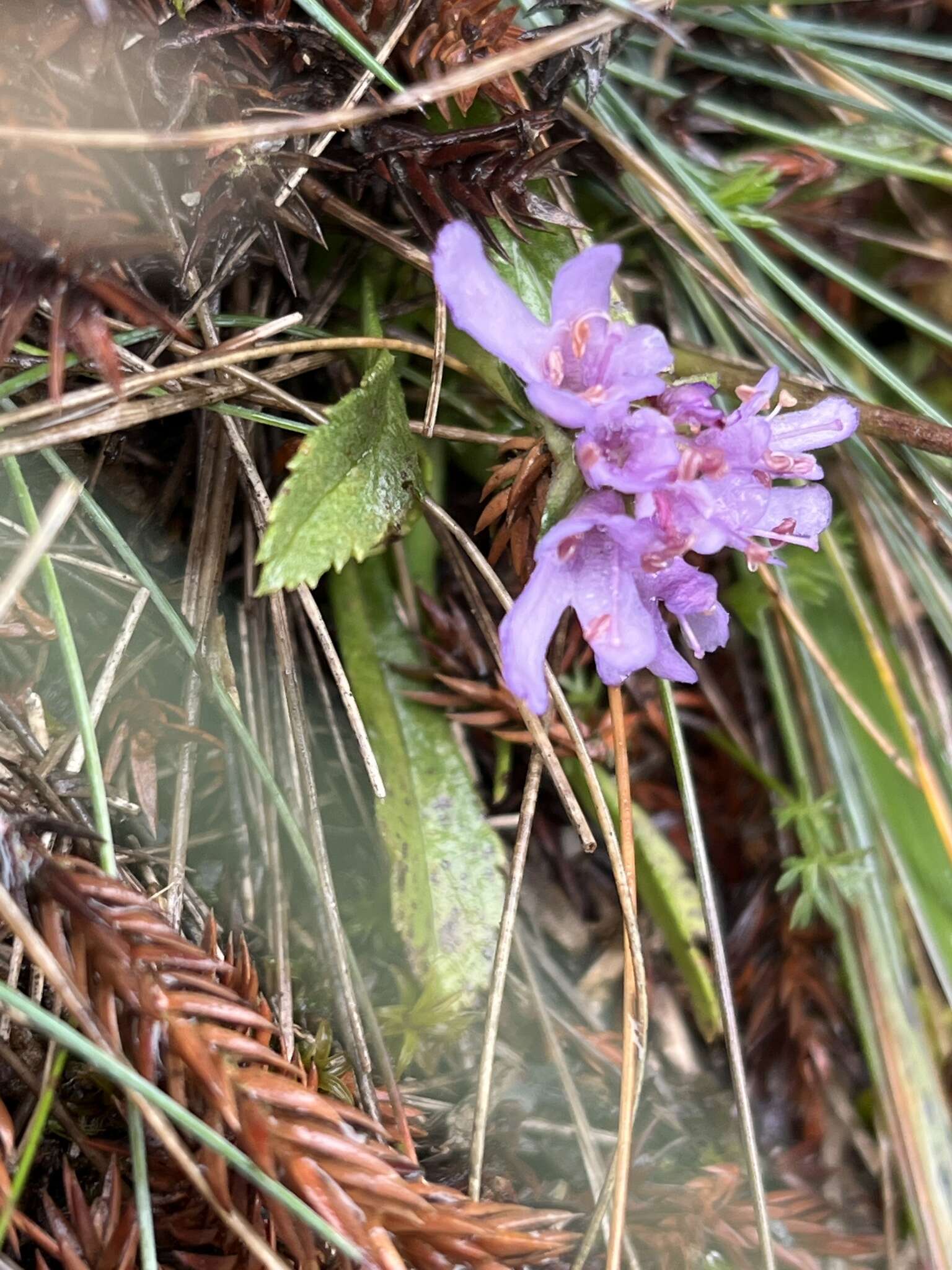 Image de Scabiosa lacerifolia Hayata