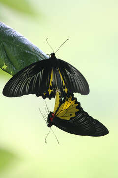 Image of Common birdwing