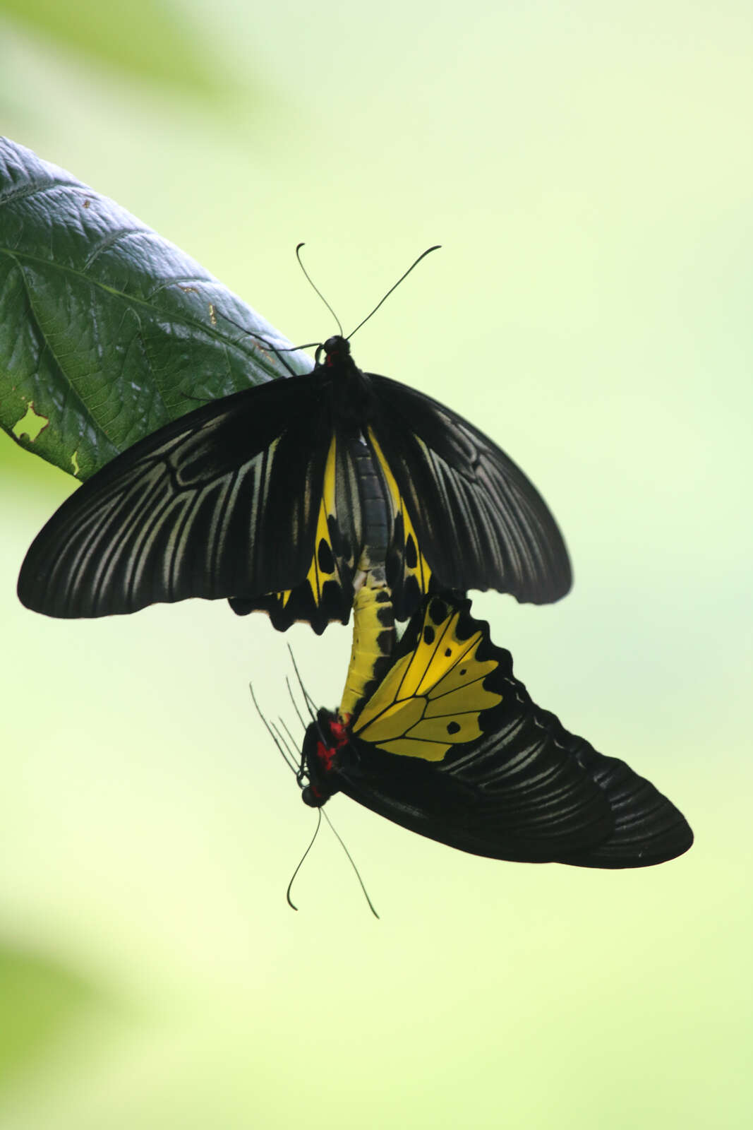 Troides helena (Linnaeus 1758) resmi