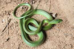 Image of Green Water Snake