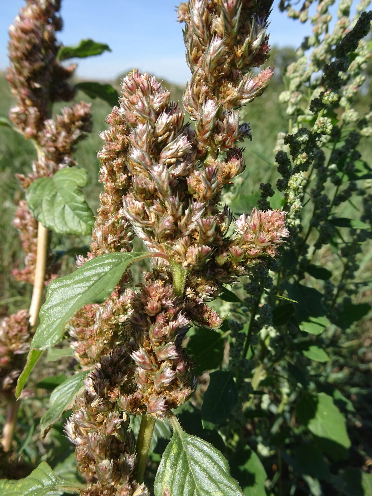 Imagem de Amaranthus powellii S. Wats.