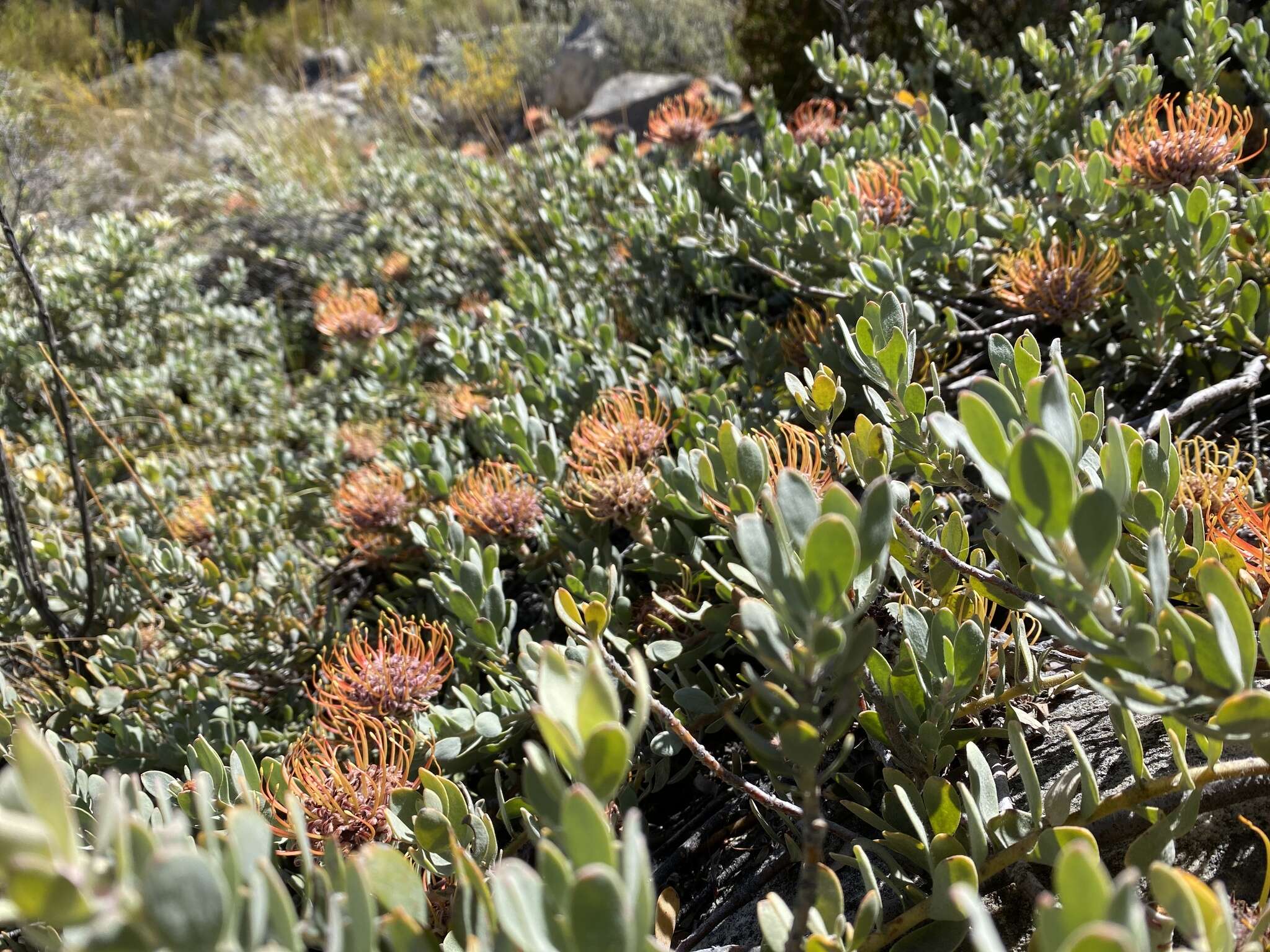 Imagem de Leucospermum spathulatum R. Br.