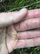 Image of Isolepis reticularis Colenso