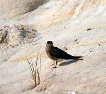 Image of Madagascan Pratincole