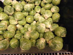 Image of Brussels Sprout