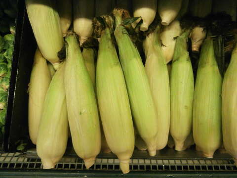 Image of corn