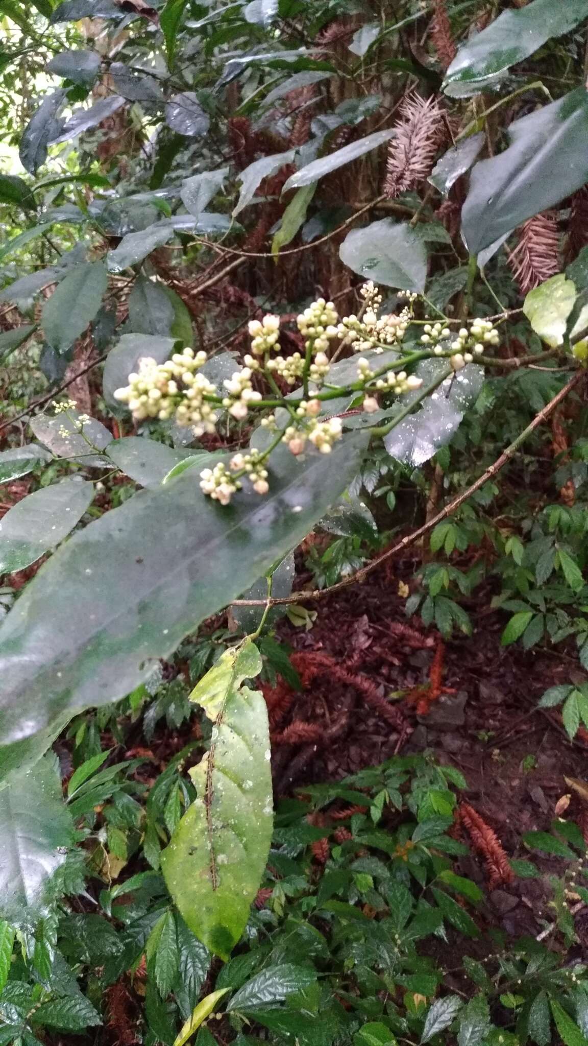 Imagem de Staphylea formosana (Nakai) Byng & Christenh.