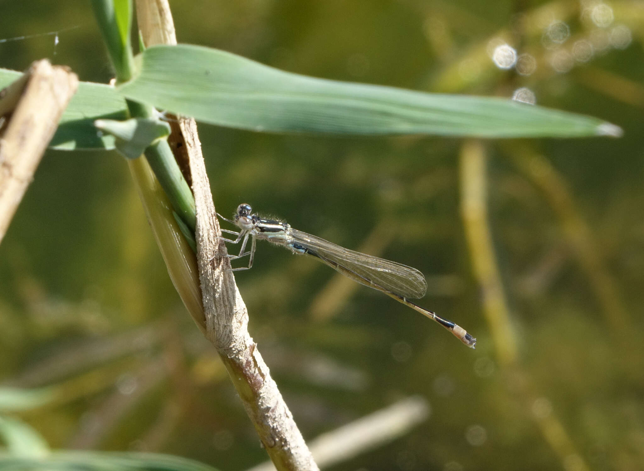 Imagem de <i>Ischnura <i>elegans</i></i> elegans