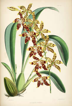 Image de Odontoglossum