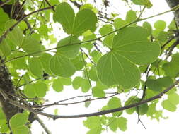 Imagem de Bauhinia racemosa Lam.