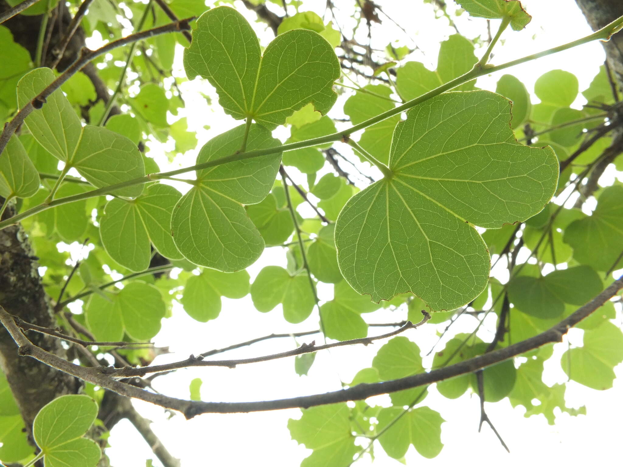 Imagem de Bauhinia racemosa Lam.