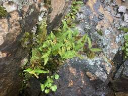 Sivun Polypodium saximontanum Windham kuva