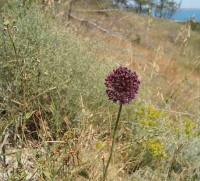 Image of broadleaf wild leek