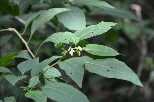 Image of Physalis campechiana L.