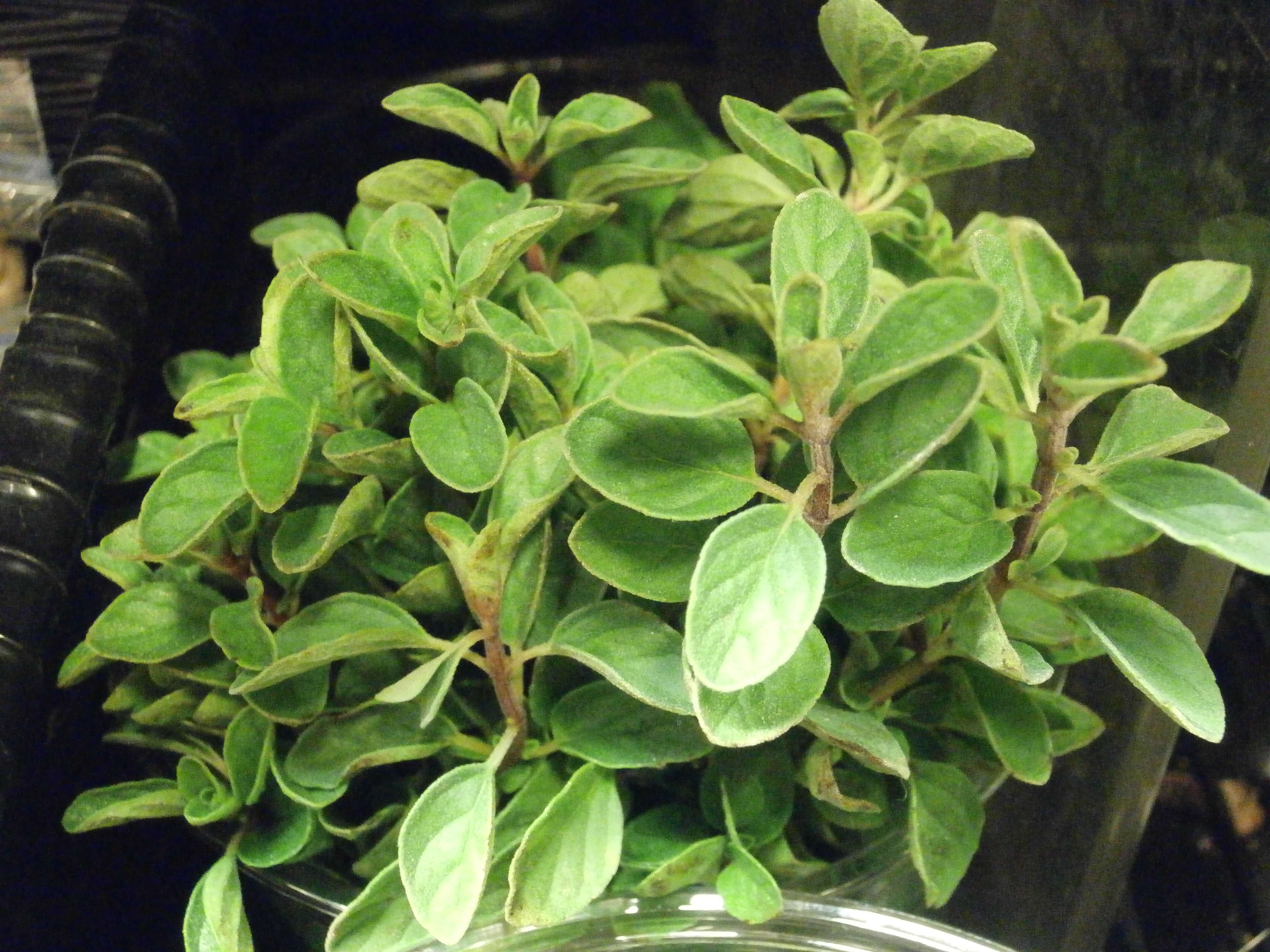 Image of oregano