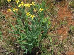 Image of Noxious ragwort