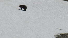 Image of Kamchatka brown bear