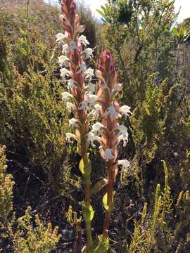 Imagem de Satyrium candidum Lindl.