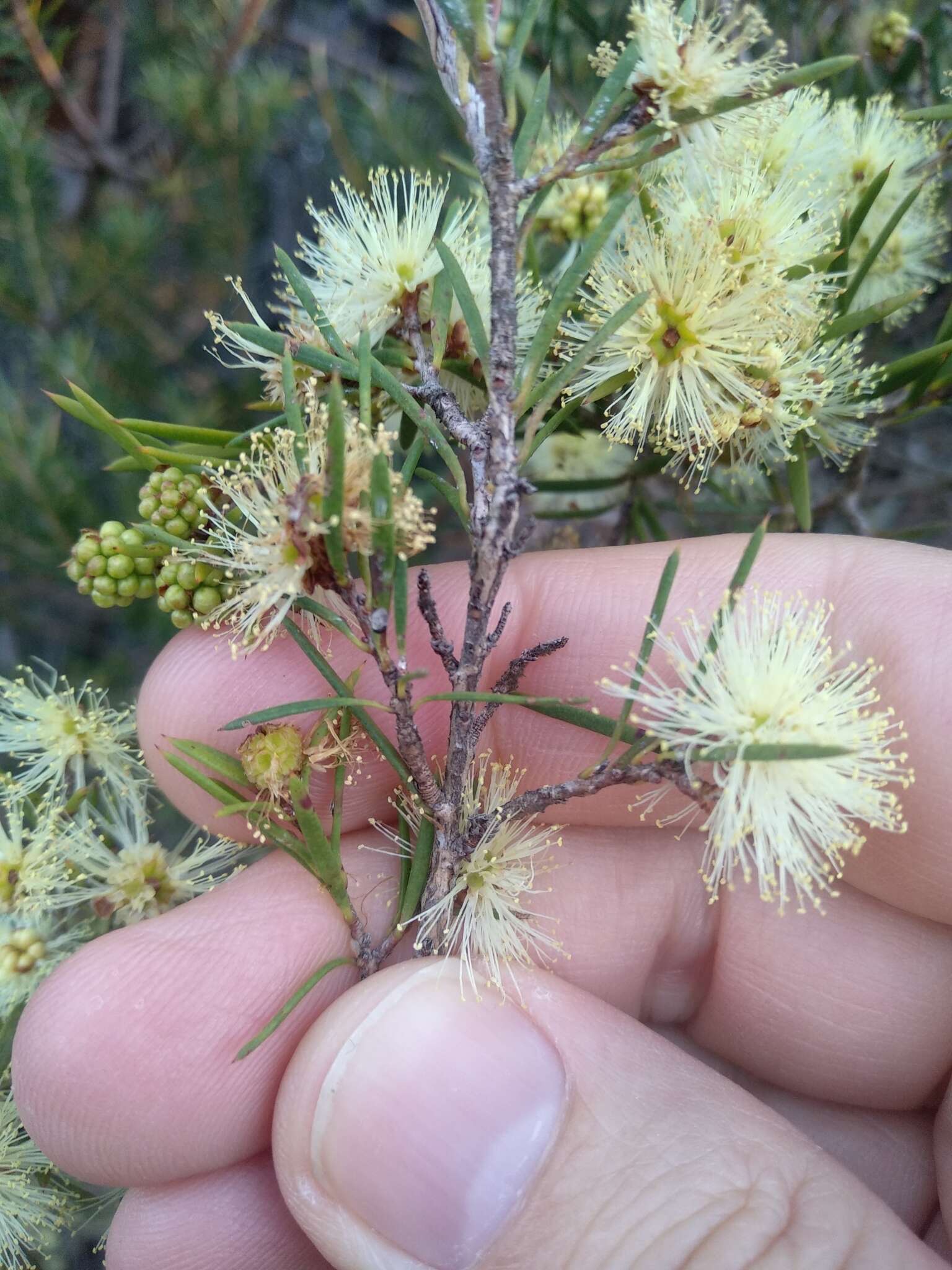 Sivun Melaleuca nodosa (Gaertn.) Sm. kuva