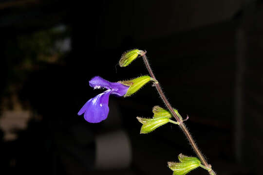 Image of Salvia xolocotzii Bedolla & Zamudio