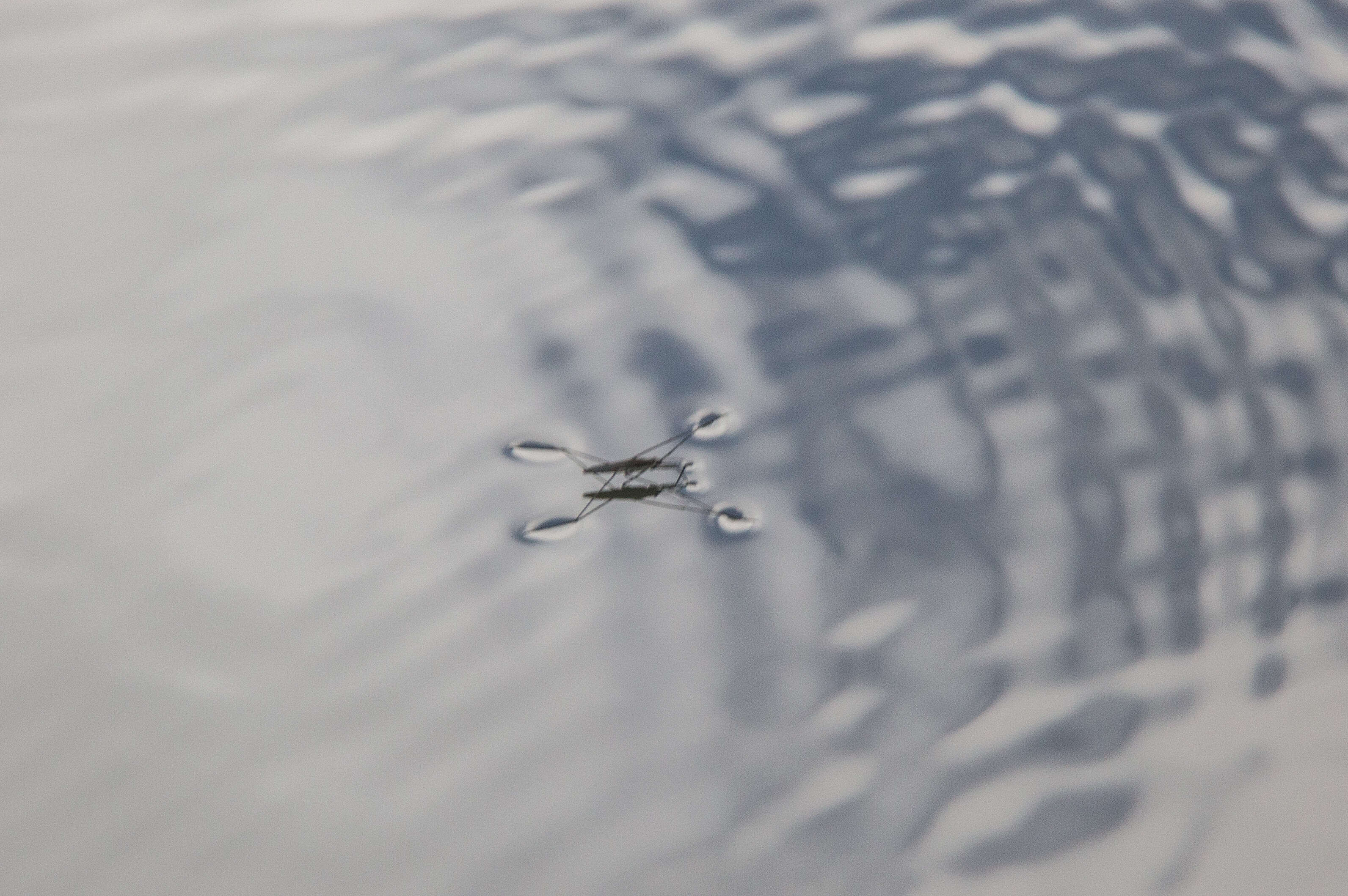 Image of Common pond skater