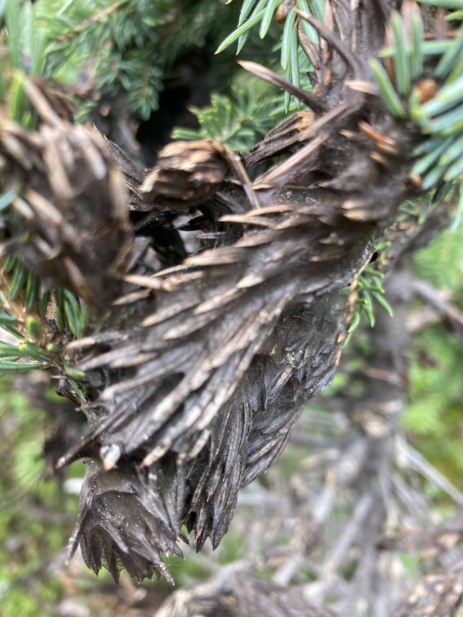 Image of Brown Felt Blight