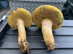 Image of Boletus patrioticus T. J. Baroni, Bessette & Roody 1998