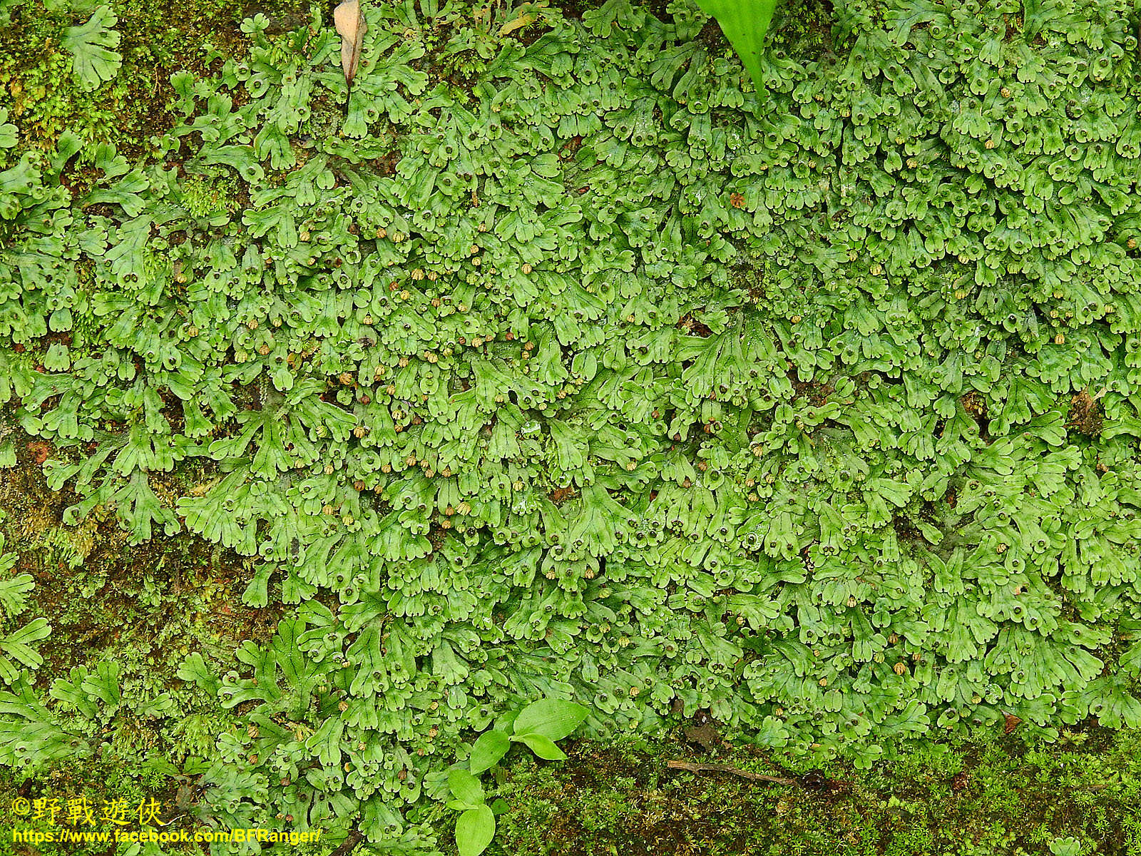 Image of Marchantia pinnata Steph.