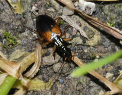 Image of Anchomenus (Anchomenus) dorsalis (Pontoppidan 1763)