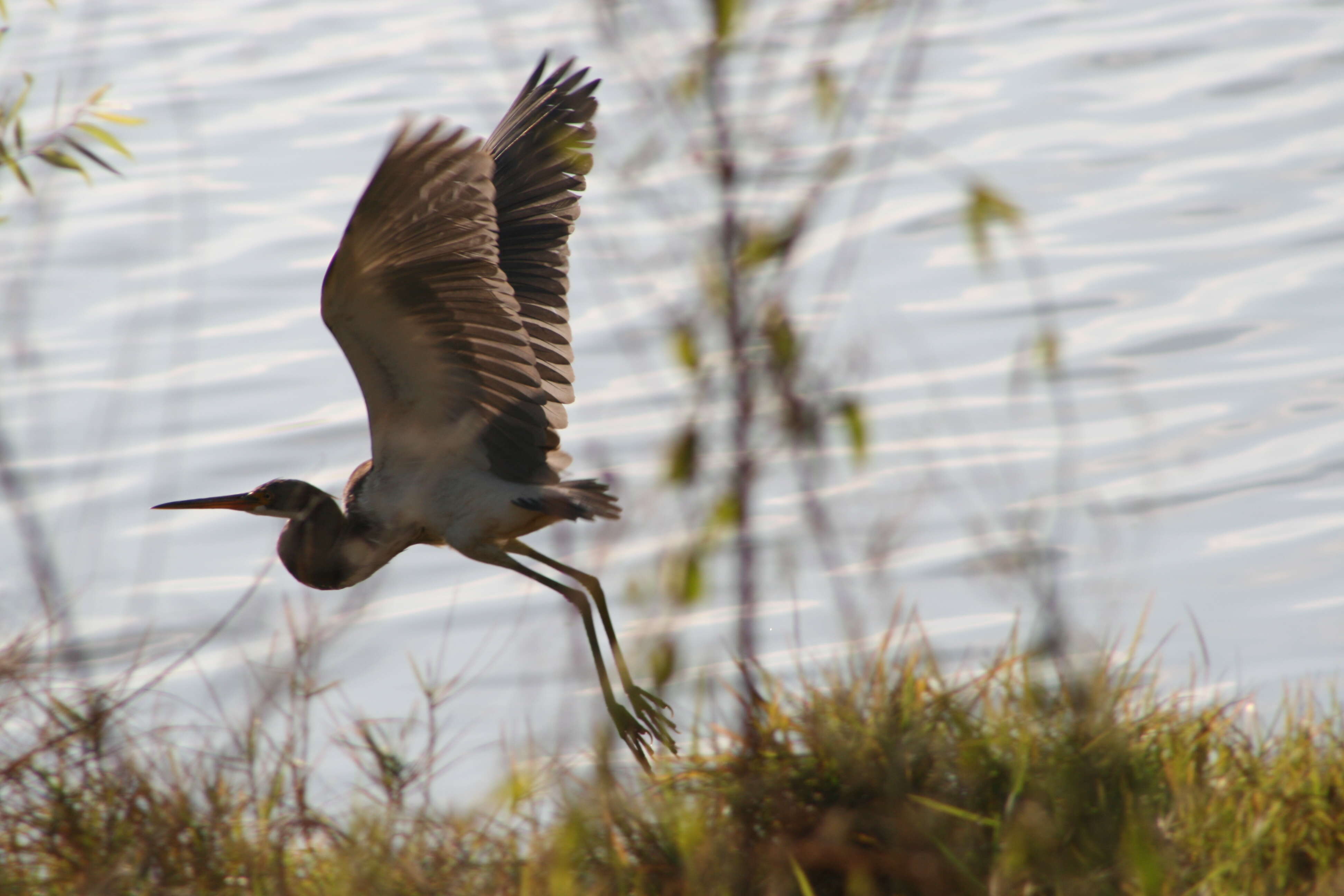 Image de Aigrette tricolore