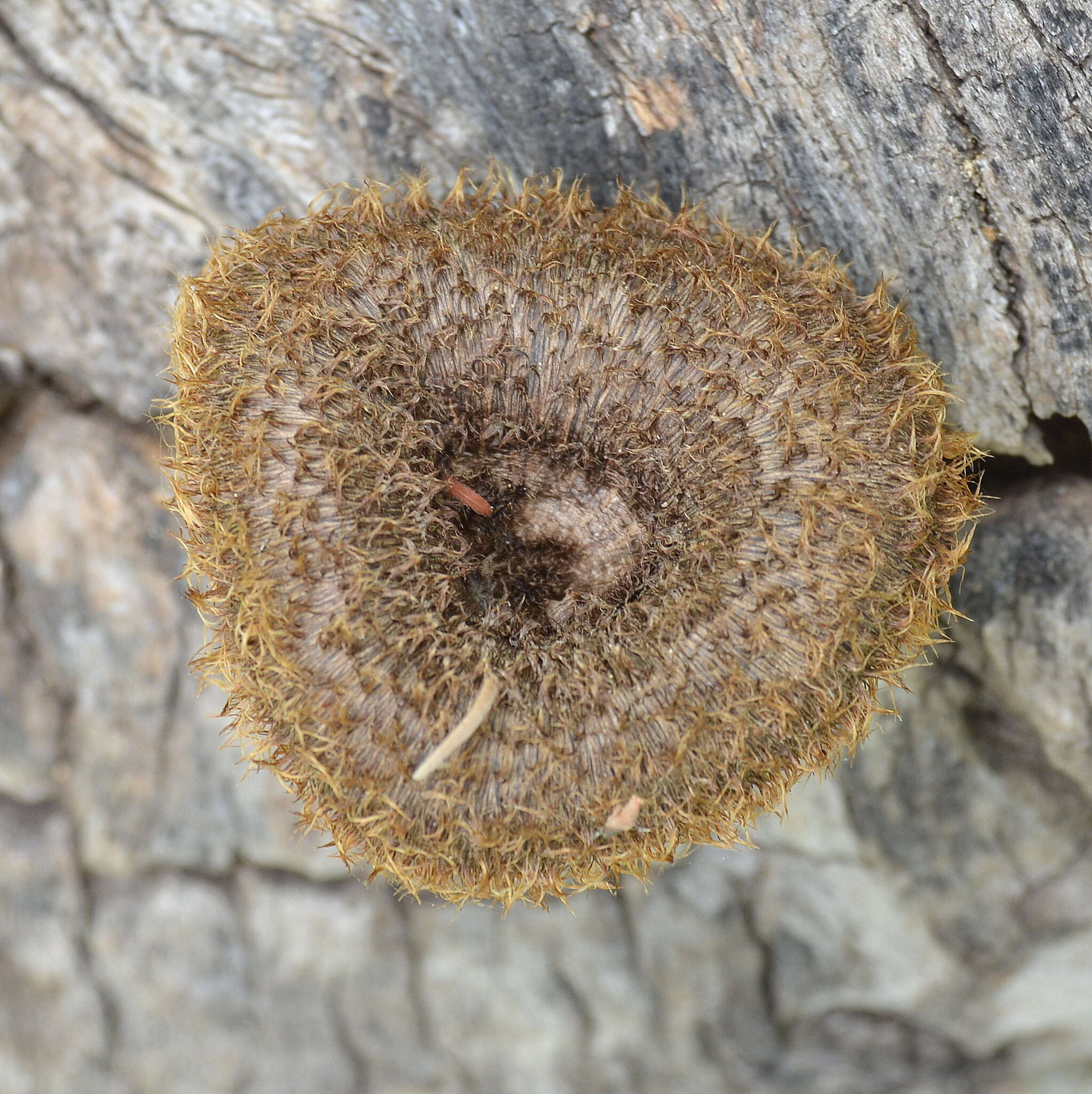 Image of Lentinus stuppeus Klotzsch 1833