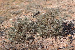 Image of bur-saltbush