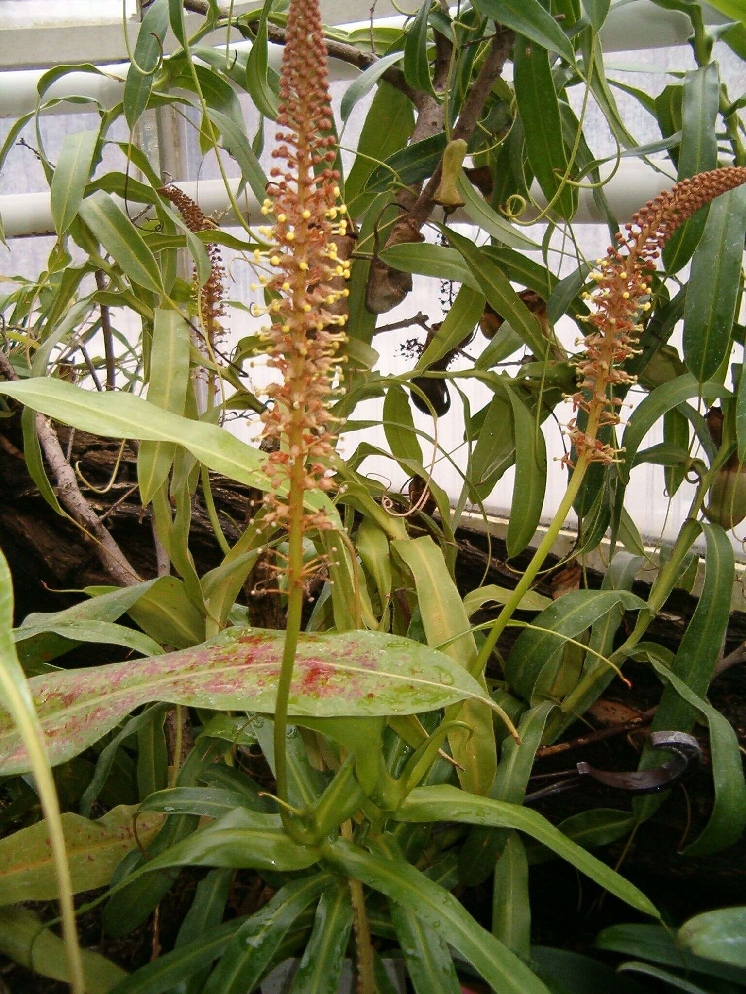 Image of Nepenthes burkei Mast.