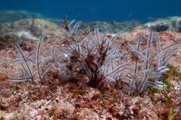 Image of Delicate white stinging hydroids