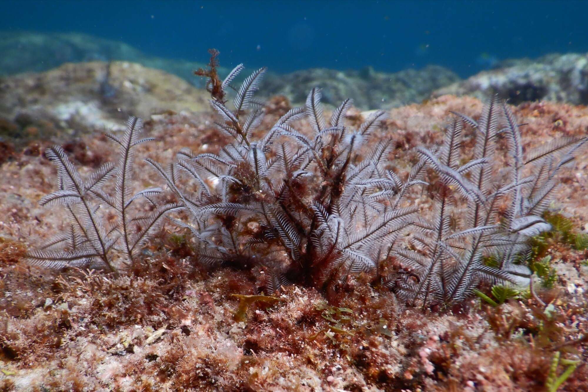 Image of Delicate white stinging hydroids