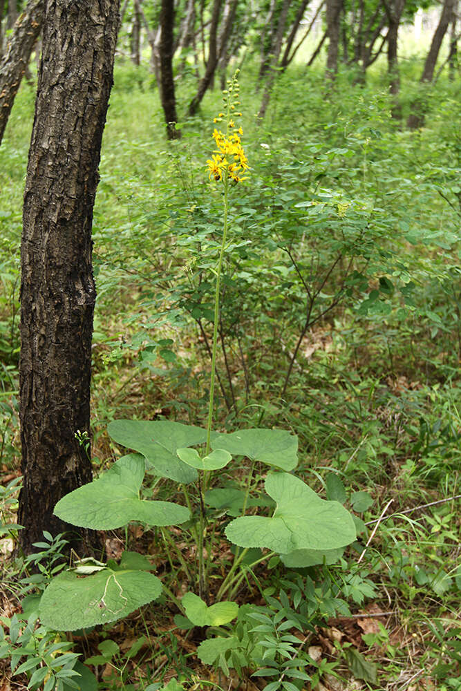 Image of Ligularia sachalinensis Nakai