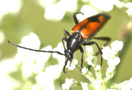 Image of Stenurella (Priscostenurella) bifasciata (Müller 1776)